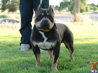 Stud Dogs - American Pit Bull